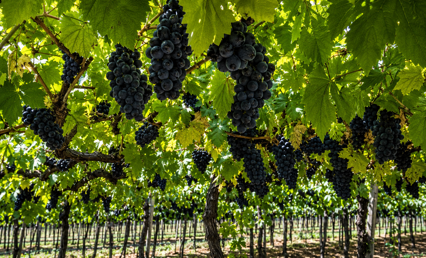 Parreiral de uvas em vinícola